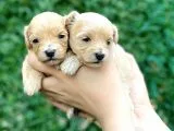 Türkiye’de Tek Gerçek Malti̇poo