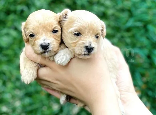 Türkiye’de Tek Gerçek Malti̇poo
