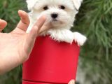 Gerçek Maltese Yavrular