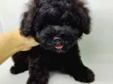 Safkan Disi Erkek Black Toy Poodle Yavrularimiz