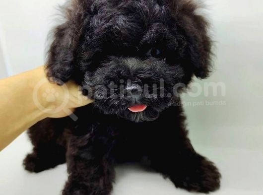 Safkan Disi Erkek Black Toy Poodle Yavrularimiz görsel