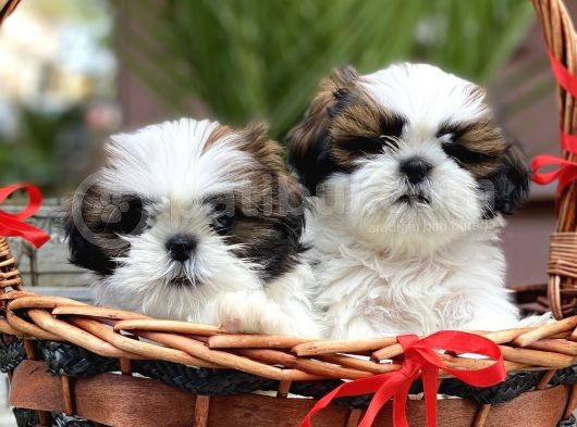 Shi̇h Tzu Yavrular (Di̇şi̇&Erkek) görsel