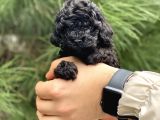 Toy Poodle Yavrular (Di̇şi̇&Erkek)