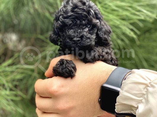 Toy Poodle Yavrular (Di̇şi̇&Erkek) görsel