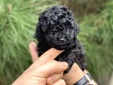 Toy Poodle Yavrular (Di̇şi̇&Erkek)