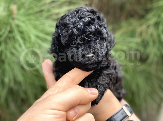 Toy Poodle Yavrular (Di̇şi̇&Erkek) görsel
