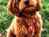 Show Kali̇te Safkan Red Toy Poodle Yavrulari