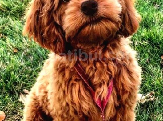 Show Kali̇te Safkan Red Toy Poodle Yavrulari görsel