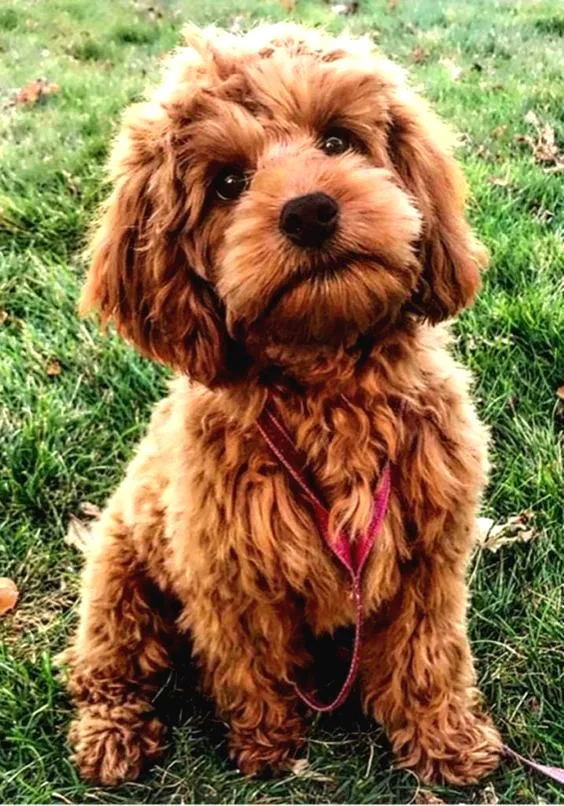 Show Kali̇te Safkan Red Toy Poodle Yavrulari