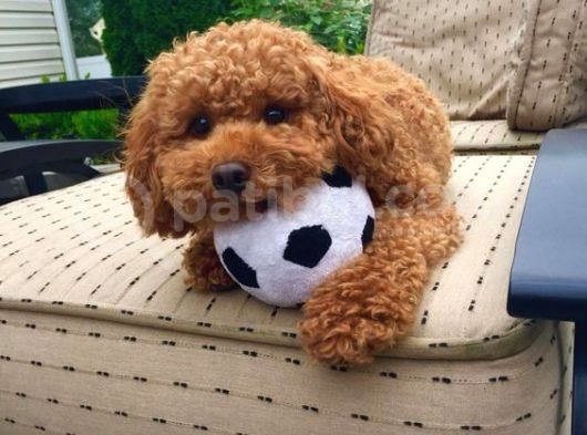 Show Kali̇te Safkan Red Toy Poodle Yavrulari görsel