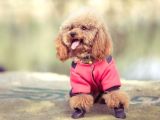 Safkan Toy Poodle