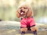 Safkan Toy Poodle