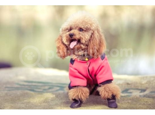 Safkan Toy Poodle görsel