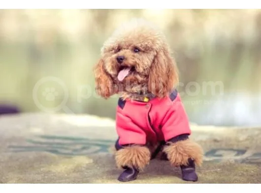 Safkan Toy Poodle