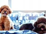 Safkan Toy Poodle