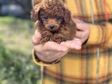 Dark Red Brown Tea Cup Toy Poodle / Erkek