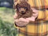 Dark Red Brown Tea Cup Toy Poodle / Erkek