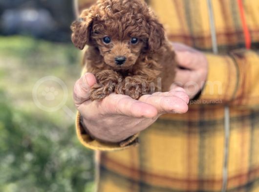 Dark Red Brown Tea Cup Toy Poodle / Erkek görsel