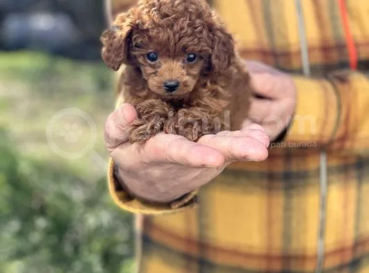 Dark Red Brown Tea Cup Toy Poodle / Erkek