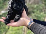 Black Color / Di̇şi̇ / Toy Poodle Yavrulari