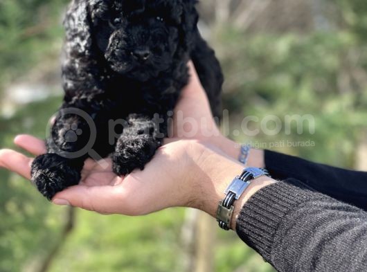 Black Color / Di̇şi̇ / Toy Poodle Yavrulari görsel
