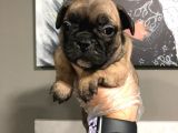 French Bulldog Yavruları
