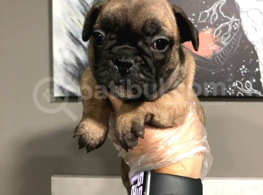 French Bulldog Yavruları görsel