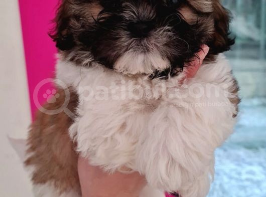 Safkan Shih-Tzu Yavrularimiz görsel
