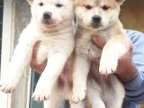 Akita Inu Japon Akita Yavruları Dost Pet