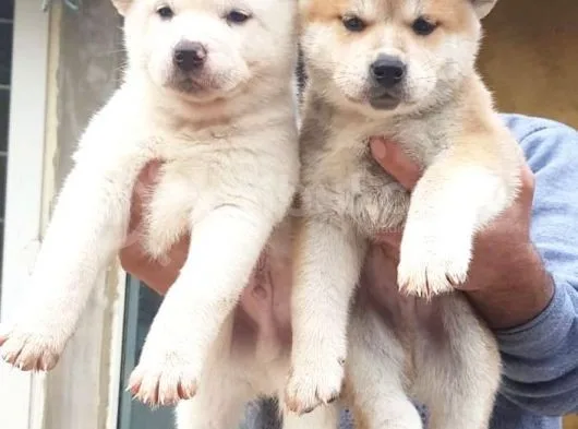 Akita Inu Japon Akita Yavruları Dost Pet