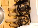 Alman Coban Kurdu Yavruları Dost Pet