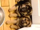 Alman Coban Kurdu Yavruları Dost Pet