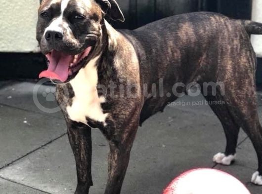 American Bull Yavruları Dost Pet görsel