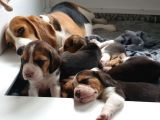 Beagle Yavruları Dost Pet