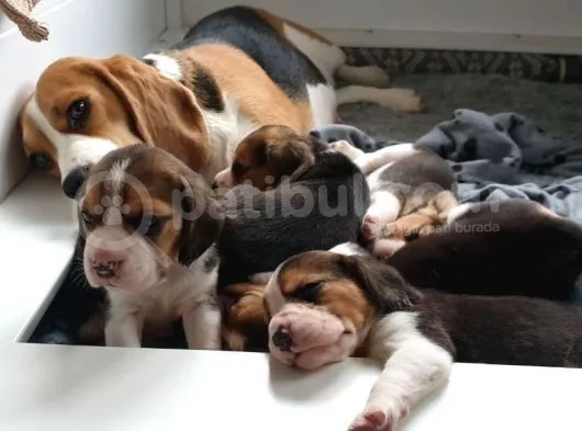 Beagle Yavruları Dost Pet