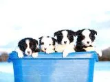 Border Collie Yavruları Dost Pet