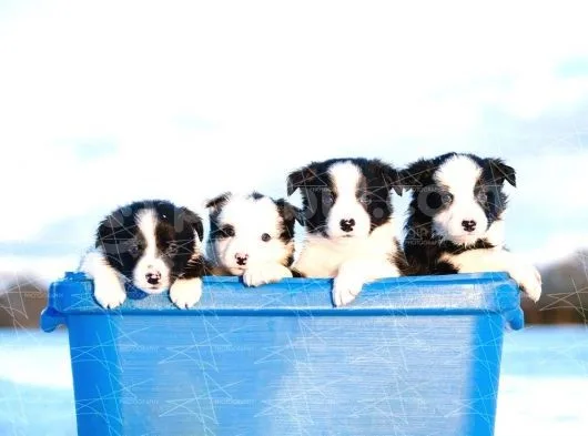 Border Collie Yavruları Dost Pet