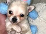 Chihuahua Yavruları Dost Pet