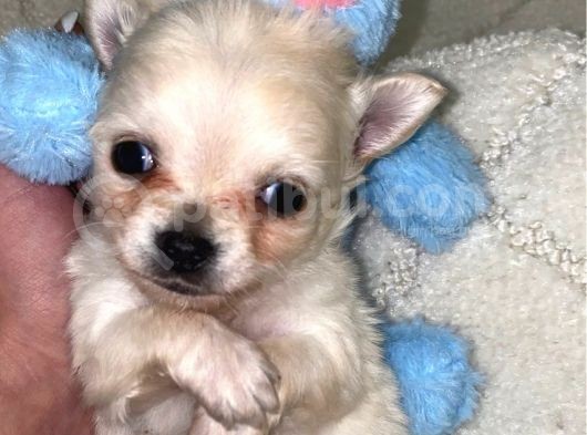 Chihuahua Yavruları Dost Pet görsel