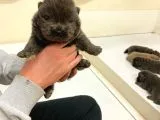 Chow Chow Yavruları Dost Pet