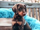 Doberman Yavruları Dost Pet