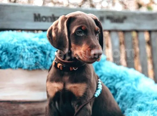 Doberman Yavruları Dost Pet