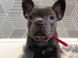 French Bulldog Yavruları Dost Pet