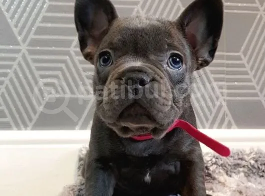 French Bulldog Yavruları Dost Pet