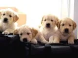 Golden Retriever Yavruları Dost Pet
