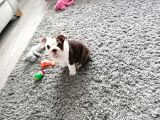 Ingiliz Bulldog Yavruları Dost Pet