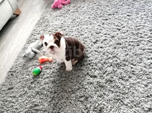 Ingiliz Bulldog Yavruları Dost Pet görsel