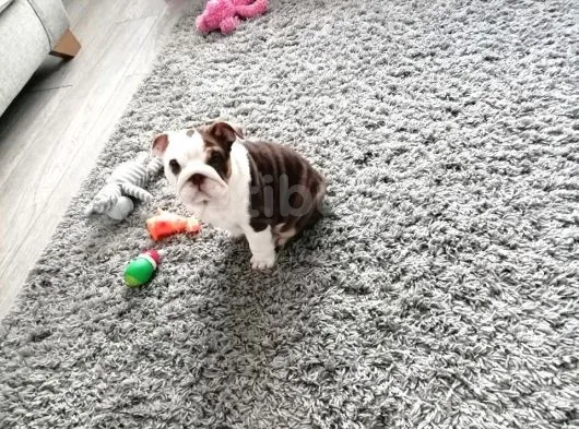 Ingiliz Bulldog Yavruları Dost Pet