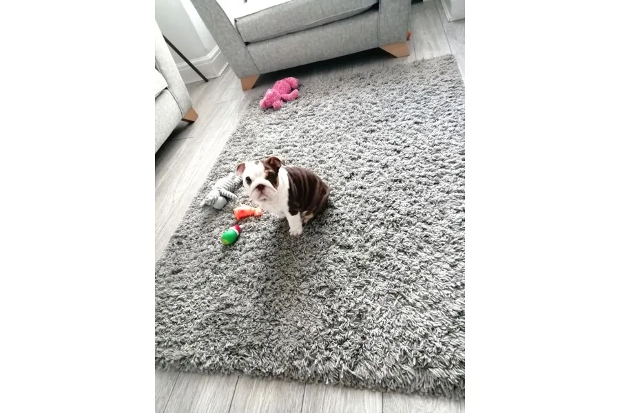 Ingiliz Bulldog Yavruları Dost Pet
