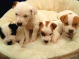 Jack Russel Terier Yavruları Dost Pet